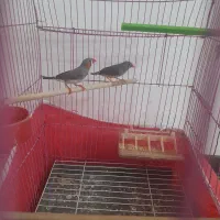 فنچ همراه دو عدد جوجه