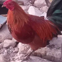 خروس محلی|حیوانات مزرعه|لالی, |دیوار