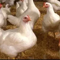 گوشت گرم مرع سبز پرورش خانگی برای رستوران و خانه