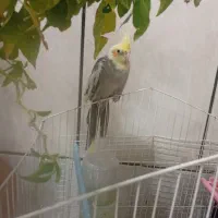 یک عدد عروس هلندی نیمه دستی