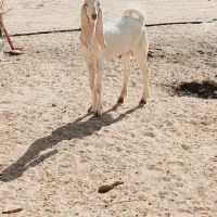 چپش گلابی گوش بلند|حیوانات مزرعه|جیرفت, |دیوار