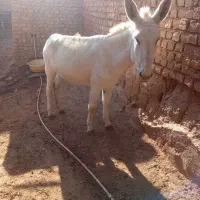 کره الاغ|حیوانات مزرعه|نیشابور, شهرکهنه|دیوار