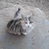 گربه نژاد دار