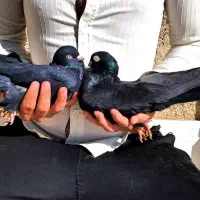 کبوتر کفتر زاغ قیل سیاه سرخ سوسنی ابادانی چشم نوک