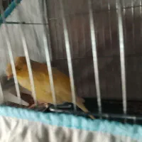 قناری حلقه به پا علی زاده