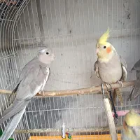 عروس هلندی اماده یادگیری  تازه بالغ شده سالم سالم