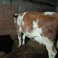 تلیسه عروسک