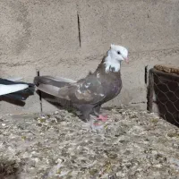 کفتر امیدیه|پرنده|بندر ماهشهر, |دیوار