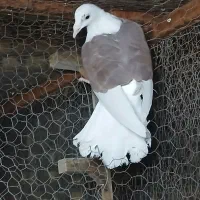 کبوتر دوکت وسینه مشهدی