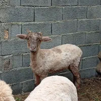 گوسفند بره ماده شاخدار کلن آمریکایی