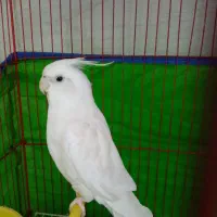 سلام دوستان عروس هلندی البینو نریک ساله