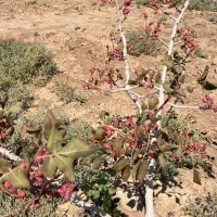 500متر-باغ-سند-تک-برگ-بی-همتا-درشهر-مامونیه