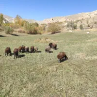 تعدادی۲۲راس‌میش‌جوان‌‌،جفتی۳۹ملیون|حیوانات مزرعه|انگوران, |دیوار