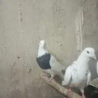 کبوتر طوقی2تا