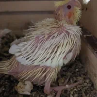 فروش جوجه عروس هلندی