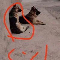 ژرمن ماده دوساله شناسنامه دار آموزش دیده