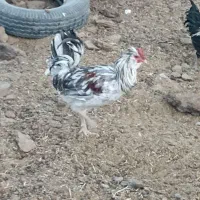 خروس گلین|حیوانات مزرعه|شهرضا, |دیوار