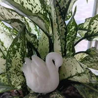 قو های زیبا(شمع های زیبا ودوستداشتی)شمع وسنگ