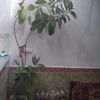 گل  فیلسوف|گل و گیاه طبیعی|آذرشهر, |دیوار
