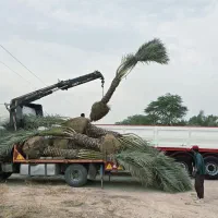 تامین و ارسال نخل پروژه‌ ای پالم فضای سبز