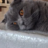 به یک گربه نر اسکاتیش سفید برای جفت گیری باماده