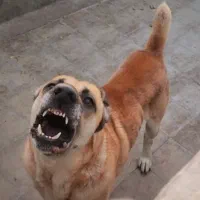 سگ نهگبان|سگ|بومهن, |دیوار