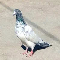 کبوتر فوق زوردار کلاف|پرنده|کرمانشاه, |دیوار