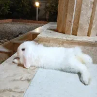 خرگوش لوپ چشم ابی ۶ ماهه به همراه وسایل|موش و خرگوش|بابل, |دیوار