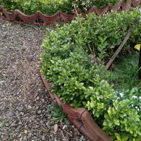 گل سیکاس|گل و گیاه طبیعی|رشت, اسماعیل آباد|دیوار