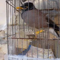 مرغ مینا|پرنده|شیراز, سلطان آباد|دیوار