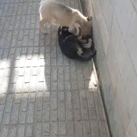 توله هاسکی سبیرین