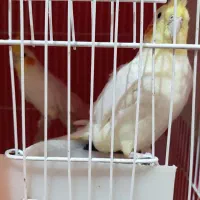 عروس هلندی فروش فوری