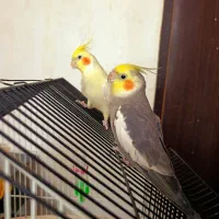 عروس هلندی نر و ماده