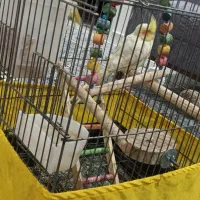 عروس هلندی|پرنده|تهران, مشیریه|دیوار