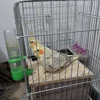 دو عدد عروس هلندی نر و ماده