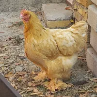 تک مرغ برهما