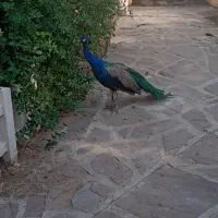 دو عدد طاووس نر مصری