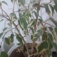 رهن واجاره۷۵متر طبقه چهارم
