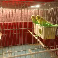 مرغ عشق|پرنده|اردبیل, |دیوار