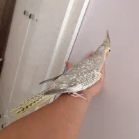 عروس هلندی|پرنده|محمدیه-قزوین, |دیوار