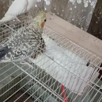 عروس هلندی جفت مولد سخن گو|پرنده|مشهد, حجت|دیوار