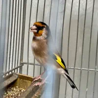 سهره نر سیاه سر|پرنده|تهران, شارق|دیوار