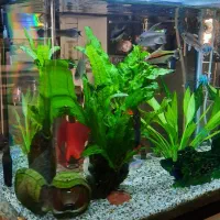 آکواریوم|ماهی|صدرا-فارس, فاز ۱|دیوار