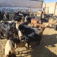 ۴۶راس گیسه بز کهره پازن|حیوانات مزرعه|مرودشت, تخت جمشید|دیوار