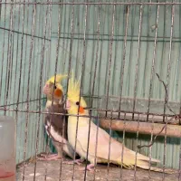 عروس هلندی نره و ماده