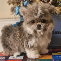 یه عروسک کوچولو گوگولی