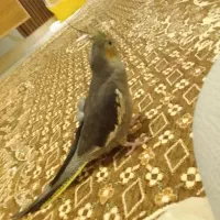 عروس هلندی بازیگوش