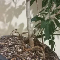 بونسای شفلرا|گل و گیاه طبیعی|کرمانشاه, |دیوار