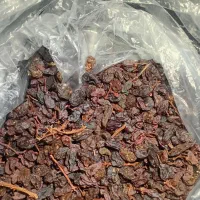 کشمش آفتابی