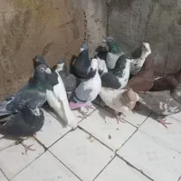 شیراز|پرنده|شیراز, کوشک میدان|دیوار